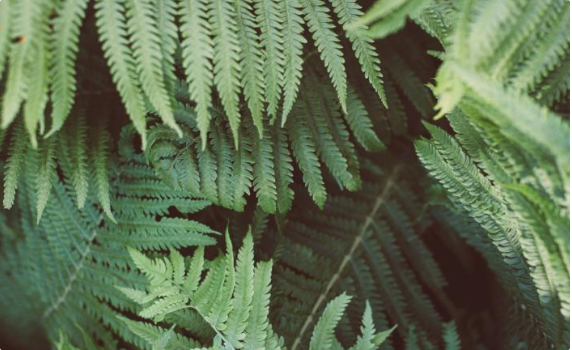 leaf